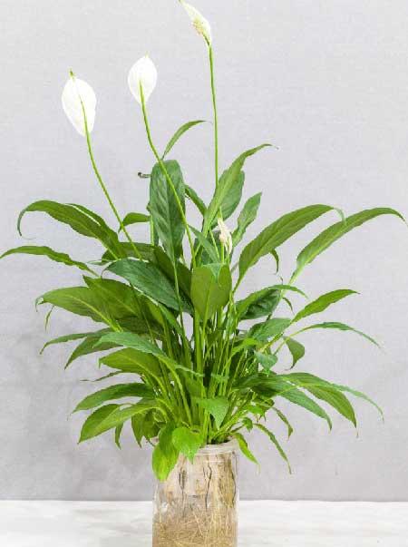 办公室应该养什么花