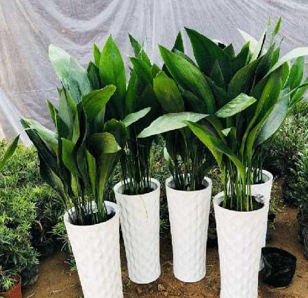 办公室应该养什么花