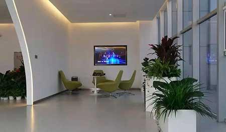 办公室适合养的绿植不喜光