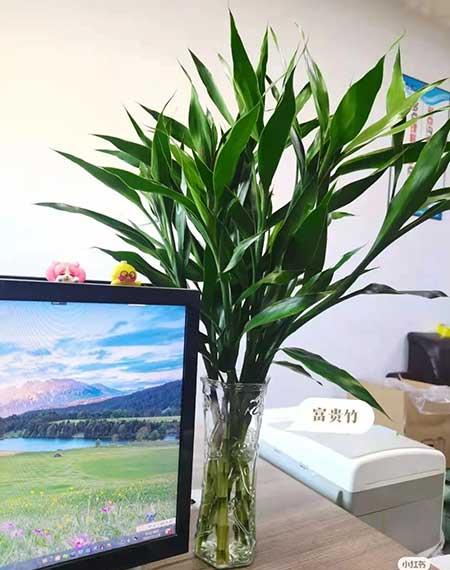 办公室适合养的绿植不喜光