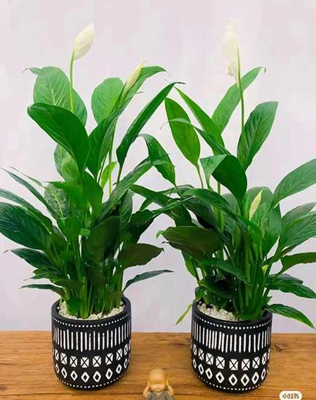 办公室适合养的绿植不喜光