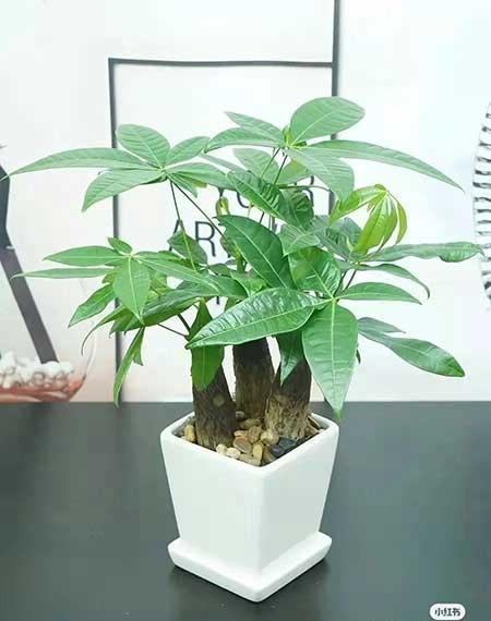 办公室适合养的绿植不喜光