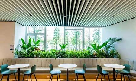 办公室适合养的绿植不喜光
