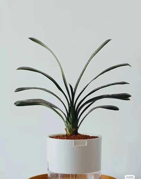 办公室适合养的绿植不喜光