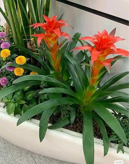 办公室适合养的绿植不喜光