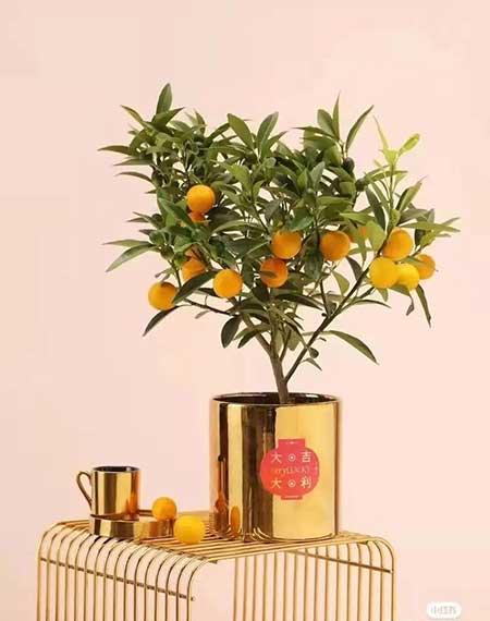 办公室适合养的绿植不喜光