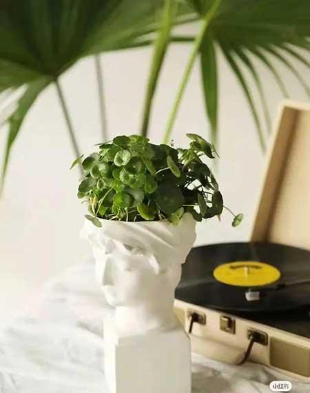 办公室适合养的绿植不喜光