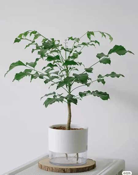 办公室适合养的绿植不喜光