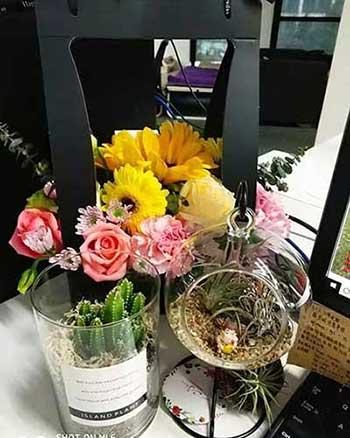 办公室适合养的绿植不喜光