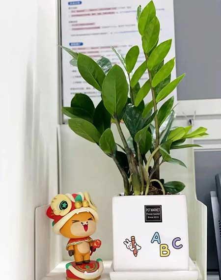 办公室适合养的绿植不喜光