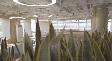 办公室适合养的绿植不喜光