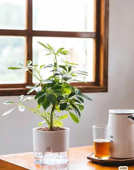 办公室适合养的绿植不喜光