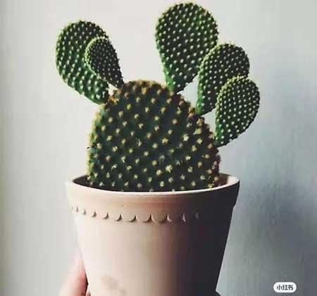 办公室适合养的绿植不喜光