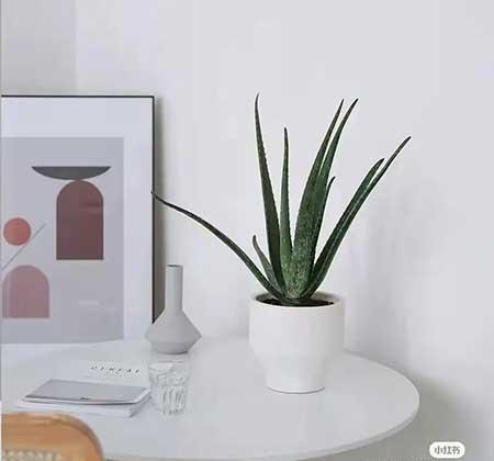 办公室适合养的绿植不喜光