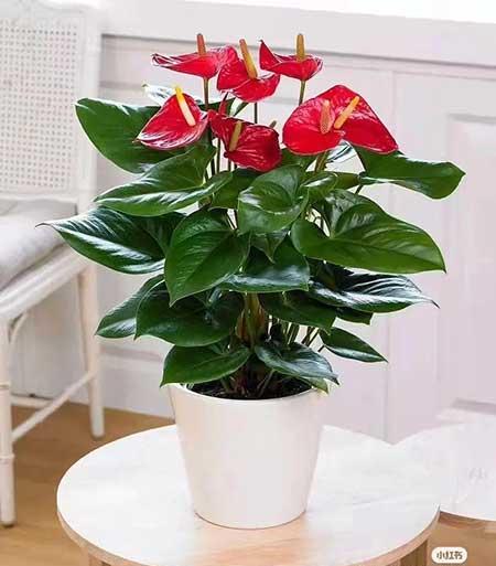 办公室适合养的绿植不喜光