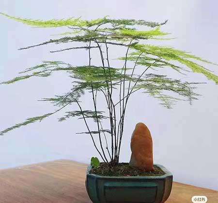 办公室适合养的绿植不喜光