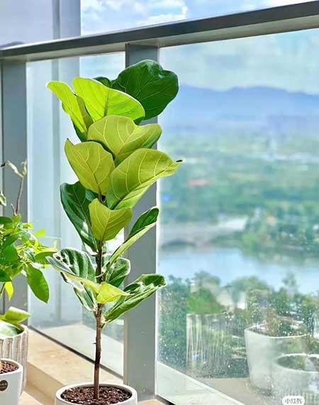 办公室适合养的绿植不喜光