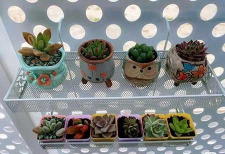 办公室适合养的绿植不喜光