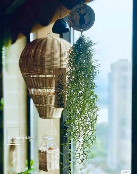 办公室适合养的绿植不喜光