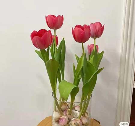 办公室适合养的绿植不喜光