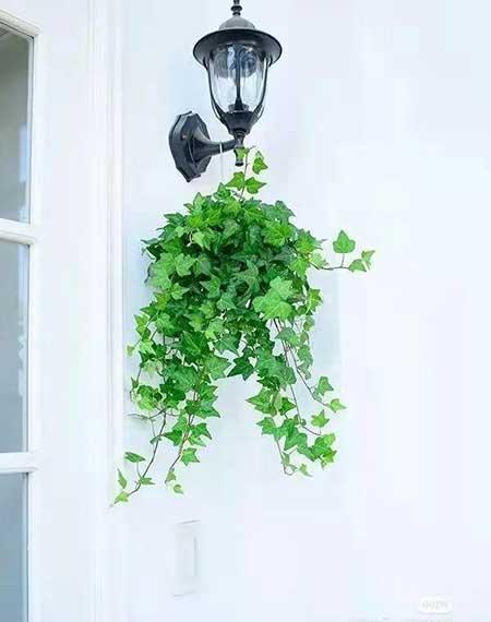 办公室适合养的绿植不喜光