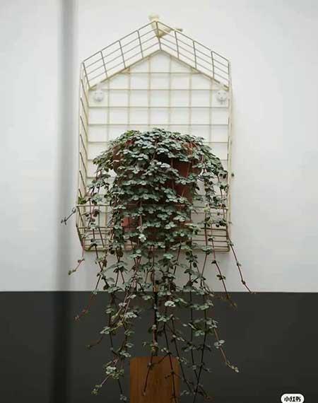 办公室适合养的绿植不喜光