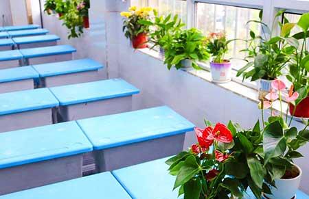 班级里适合养什么花