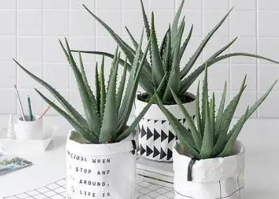 班级里适合养什么花