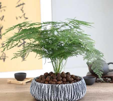 班级里适合养什么花