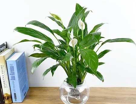 班级里适合养什么花