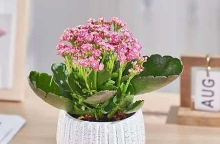 班级里适合养什么花