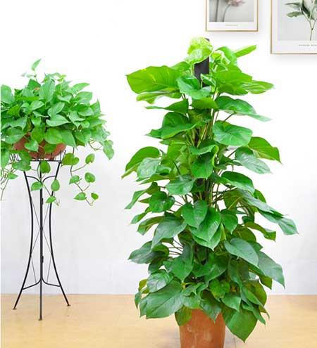 班级里适合养什么花