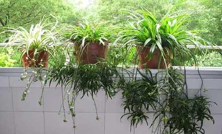 班级里适合养什么花