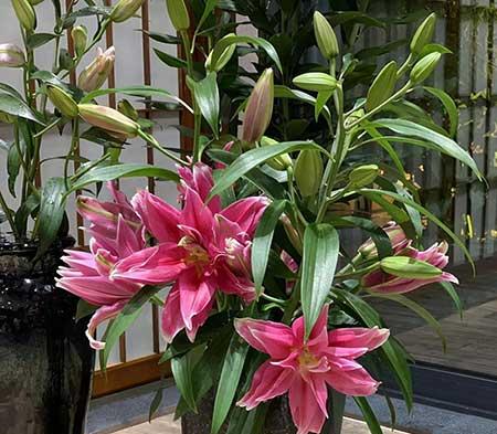 百合绿植怎么养