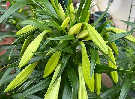 百合绿植怎么养