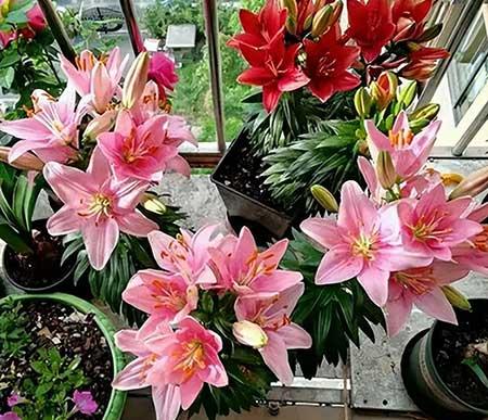 百合绿植怎么养