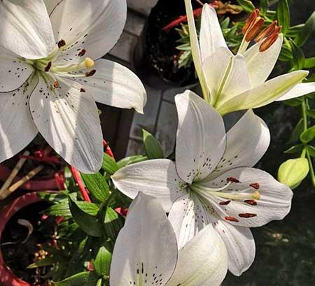 百合绿植怎么养