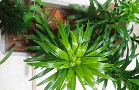 百合绿植怎么养