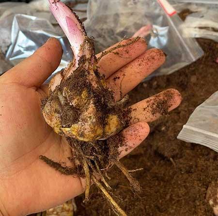 百合绿植怎么养