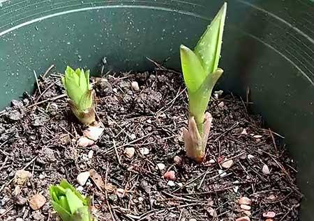 百合绿植怎么养