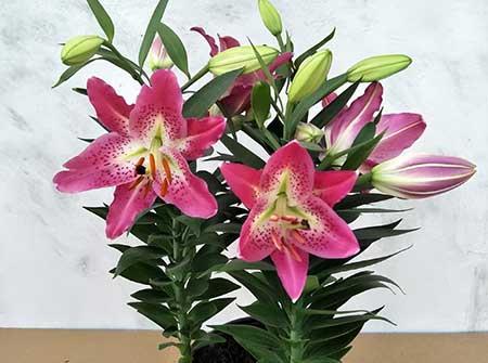 百合绿植怎么养