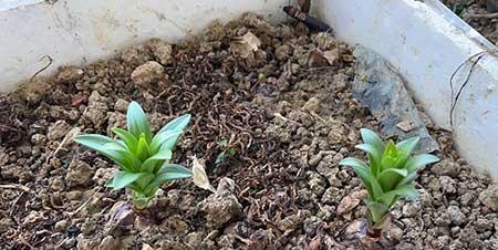 百合绿植怎么养