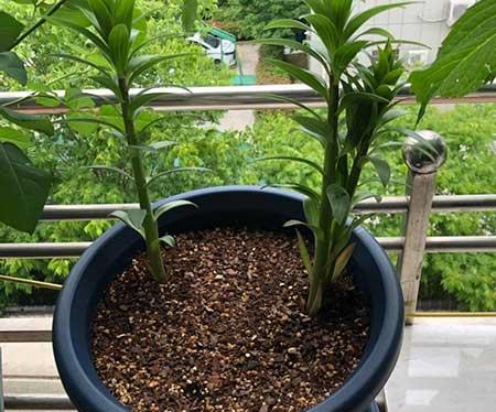 百合绿植怎么养