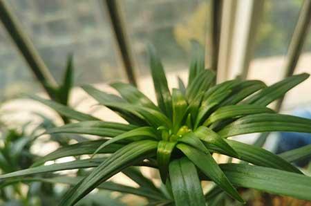 百合绿植怎么养