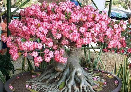 八爪花怎么养殖