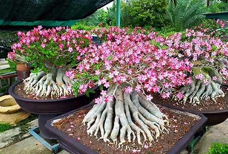 八爪花怎么养殖