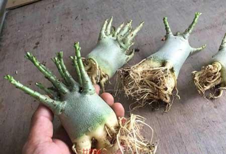 八爪花怎么养殖