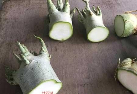 八爪花怎么养殖