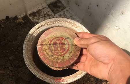 八爪花怎么养殖