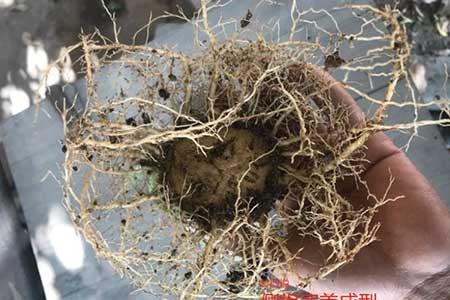 八爪花怎么养殖